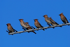 David Plant Photography - Wildlife Photographer - Waxwings - B